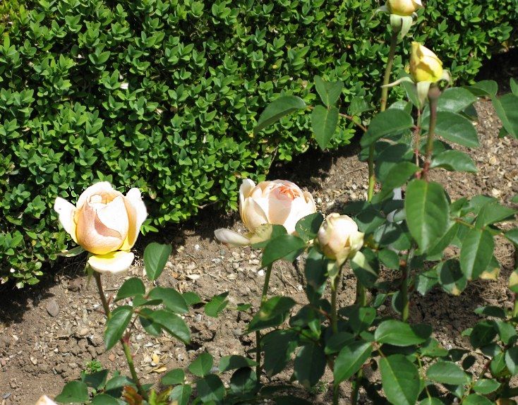  photo JudeTheObscureatfiloliIMG_1117_zps0ecf04c7.jpg